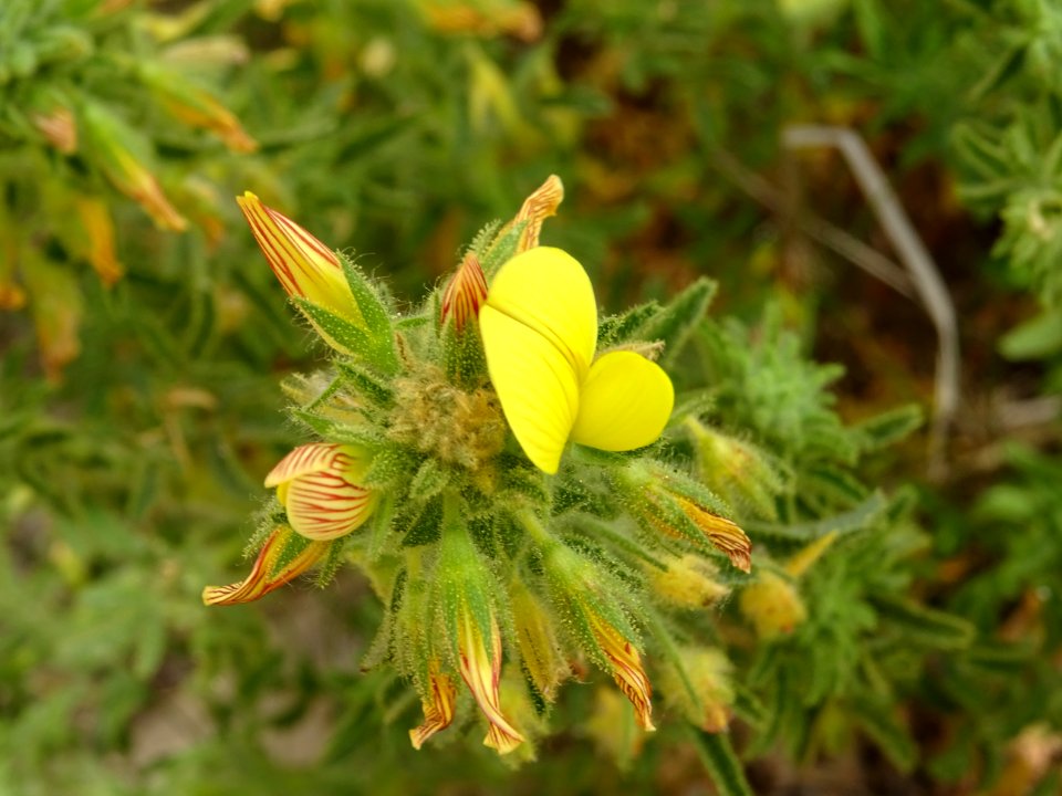 Bugrane jaune ou Coqsigrue, Ononis natrix, Fabacées 