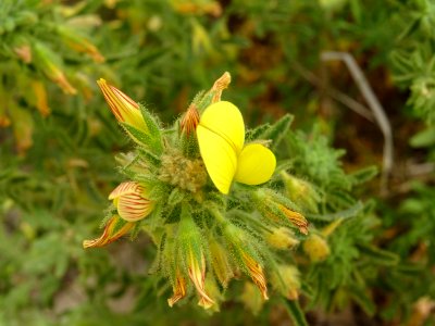 Bugrane jaune ou Coqsigrue, Ononis natrix, Fabacées 