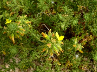 Bugrane jaune ou Coqsigrue, Ononis natrix, Fabacées 