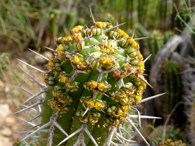 Euphorbe echine, Euphorbia officinarum subsp. echinus, Eup… 