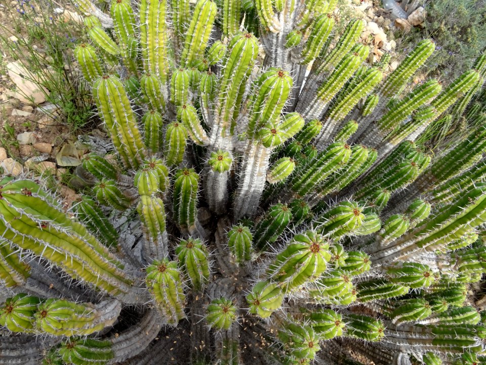 Euphorbe echine, Euphorbia officinarum subsp. echinus, Eup… 
