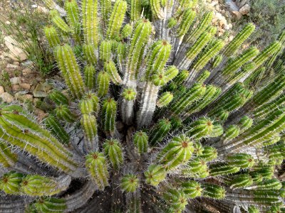 Euphorbe echine, Euphorbia officinarum subsp. echinus, Eup… 