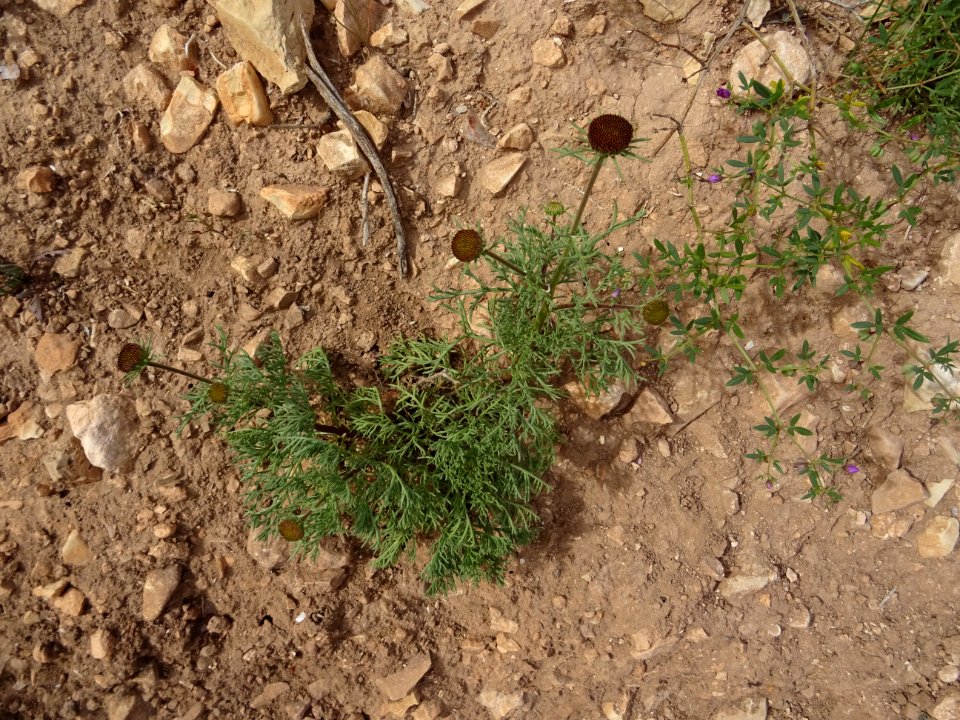 Anacyclus monanthos subsp. cyrtolepidioides, Astéracées 