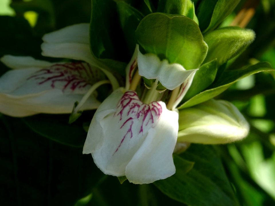 Fleurs de Noix de Malabar, Justicia adhatoda, Acanthacées.… 