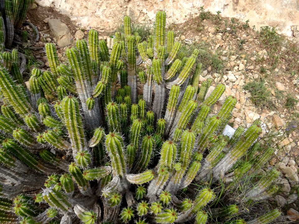Euphorbe echine, Euphorbia officinarum subsp. echinus, Eup… 