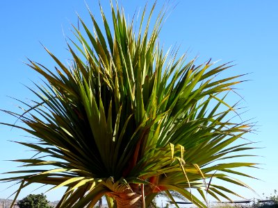 Vacoa rivages, Pandanus utilis, Pandanacées. Originaire de… 