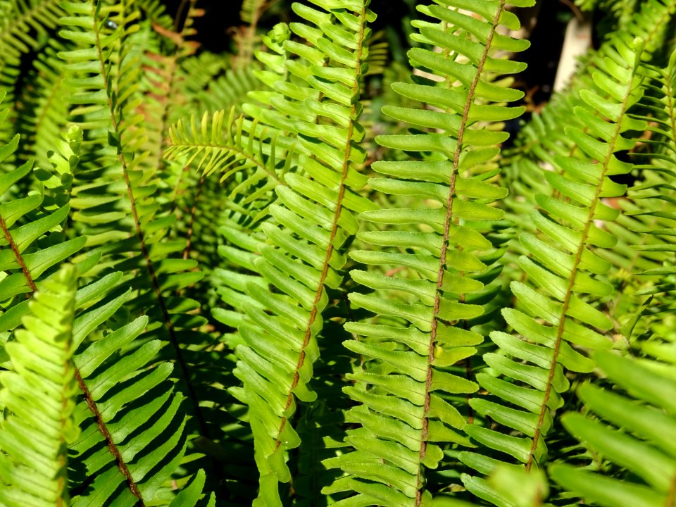 Fougère de Boston ou Nephrolepis, Nephrolepis exaltata, Dr… 
