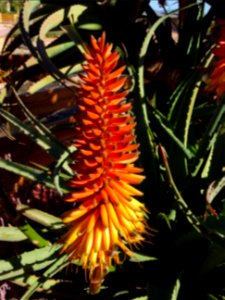 Aloès arborescent, Aloe arborescens, Aloeacées. Originaire… 