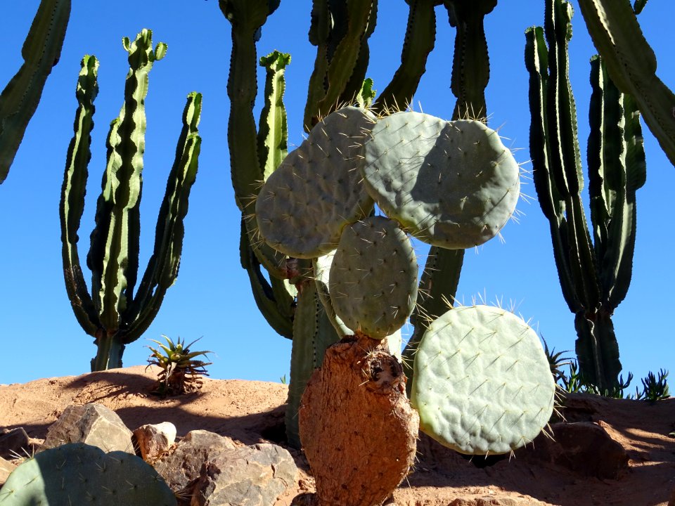 Cactus roue, Opuntia robusta, Cactacées 