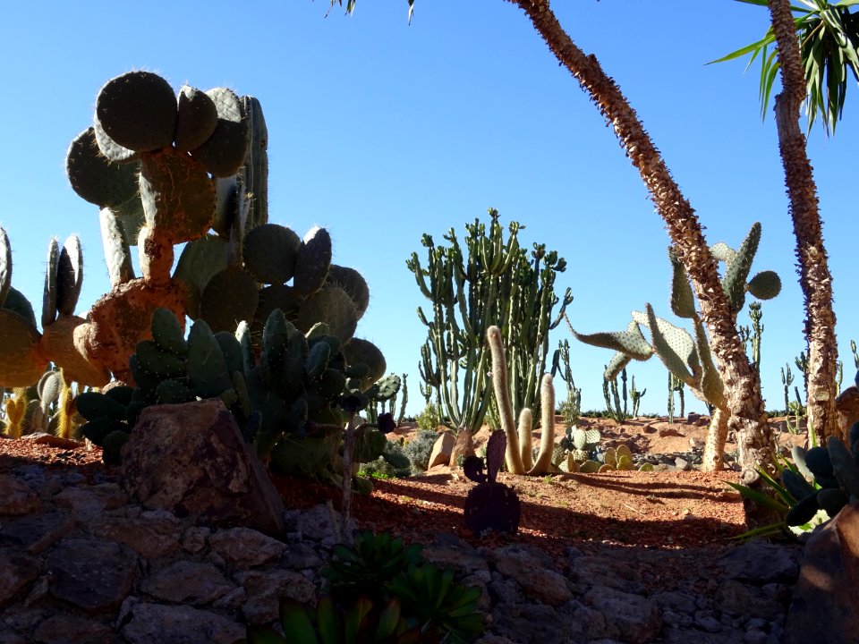 Jardin des cactus, jardin botanique du Croco Parc 