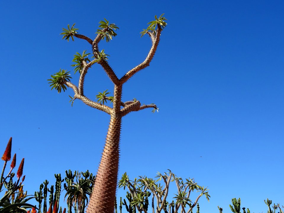 Palmier de Madagascar, Pachypodium lamerei, Apocynacées. O… 
