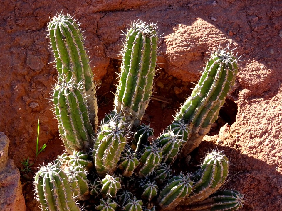 Euphorbe echine, Euphorbia officinarum subsp. echinus, Eup… 
