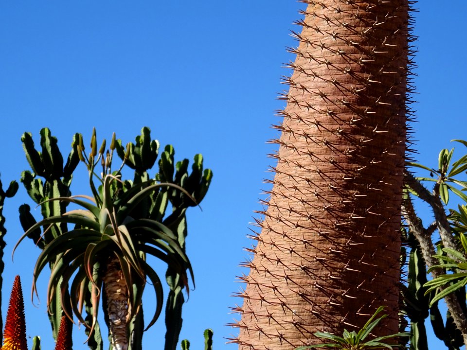 Tronc du Palmier de Madagascar, Pachypodium lamerei, Apocy… 