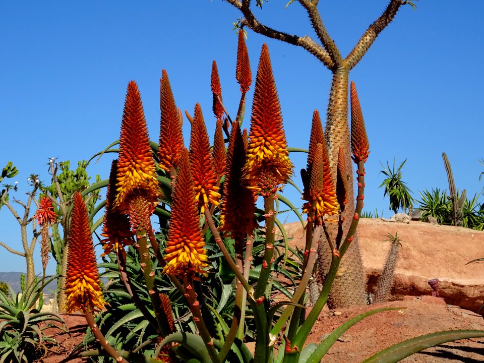 Aloès arborescent, Aloe arborescens, Aloeacées. Originaire… 