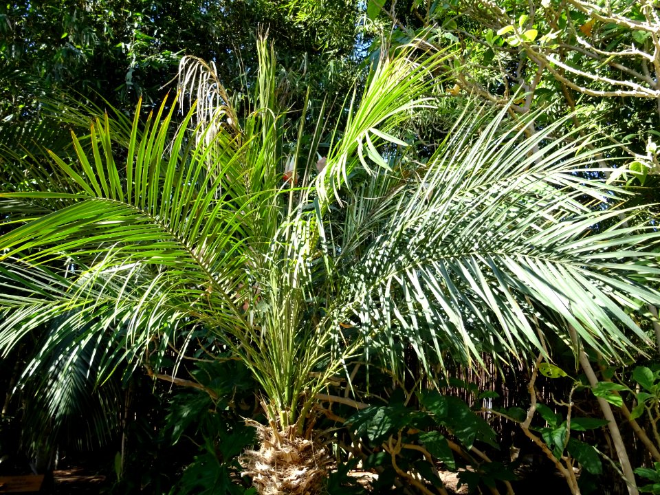 Faux dattier ou Dattier nain, Phoenix roebelenii, Arecacée… 
