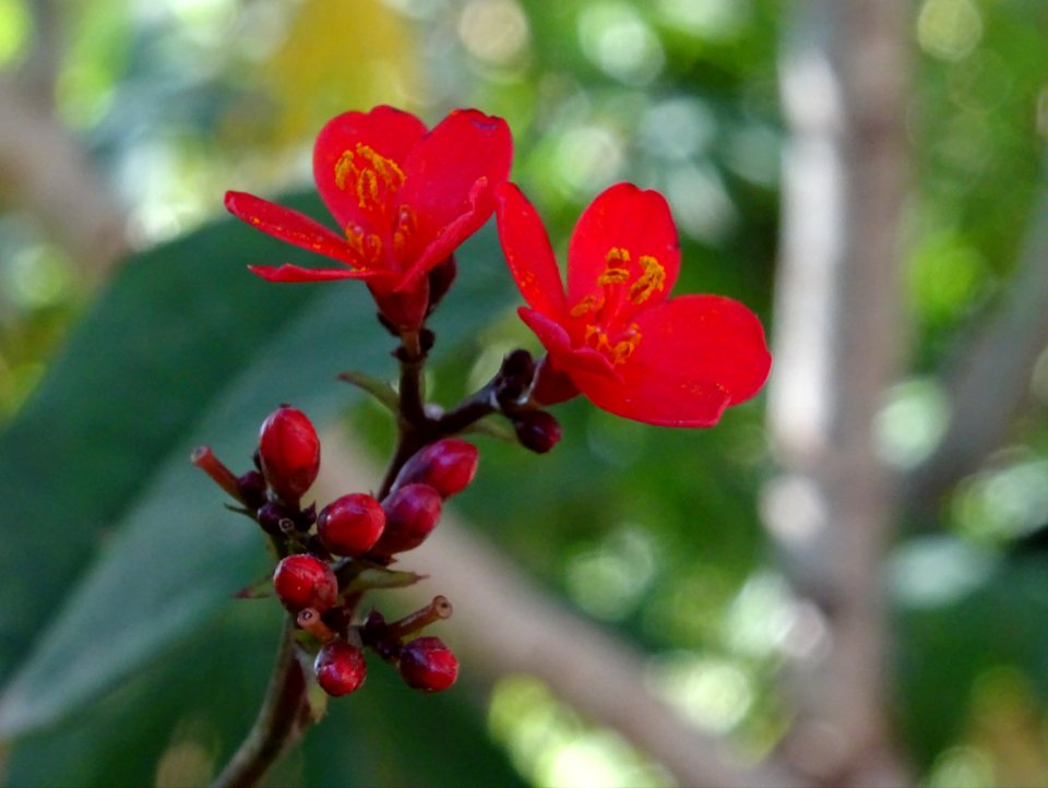 Guitare ou Médicinier, Jatropha integerrima, Euphorbiacées… 