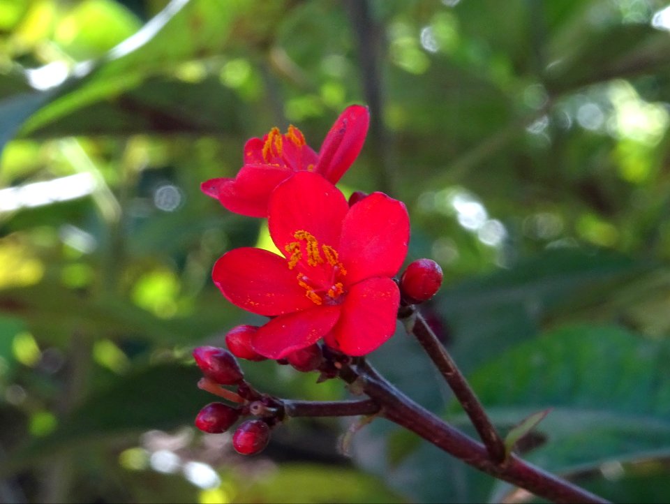 Guitare ou Médicinier, Jatropha integerrima, Euphorbiacées… 