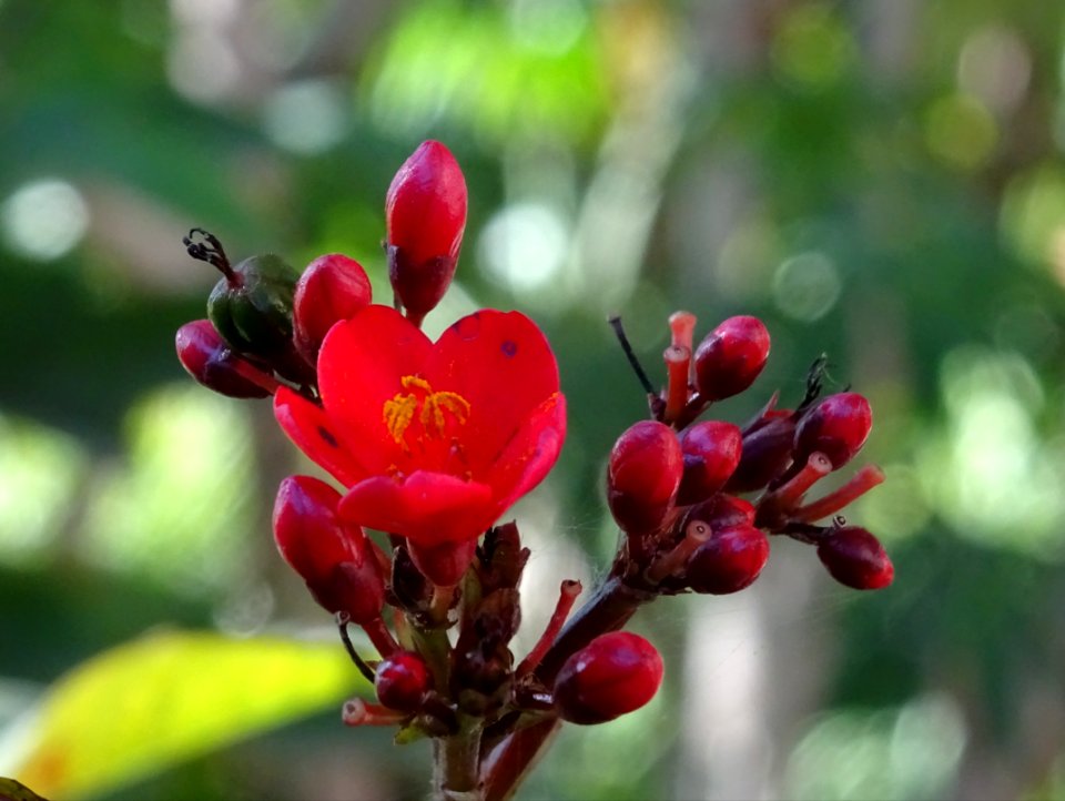 Guitare ou Médicinier, Jatropha integerrima, Euphorbiacées… 