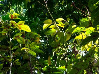 Guitare ou Médicinier, Jatropha integerrima, Euphorbiacées… 