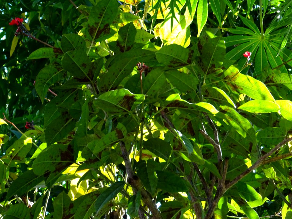 Guitare ou Médicinier, Jatropha integerrima, Euphorbiacées… 