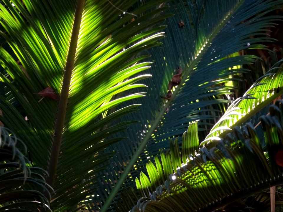 Cycas du Japon ou Sagoutier, Cycas revoluta, Cycadacées. O… 