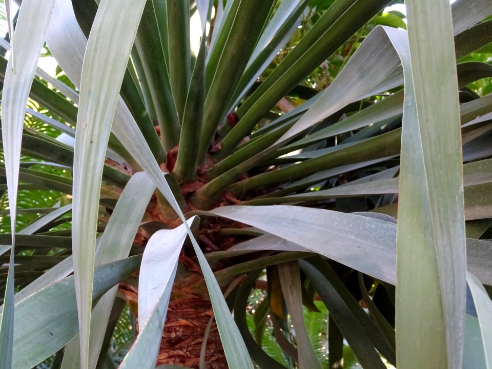 Jeune Dragonnier des Canaries, Dracaena draco, Asparagacée… 