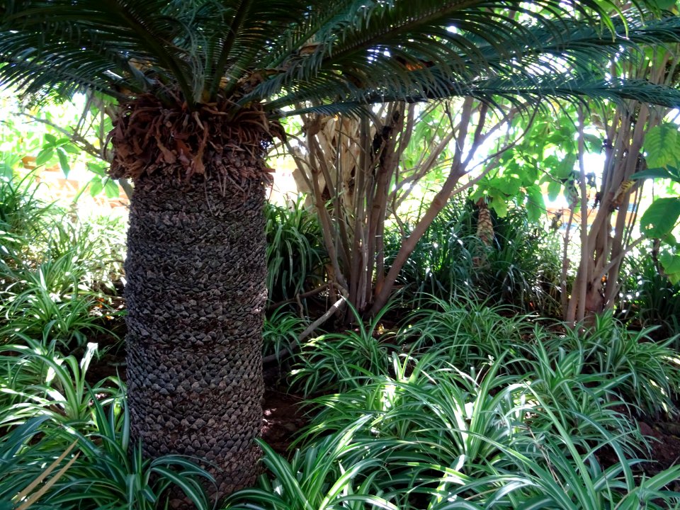Cycas du Japon ou Sagoutier, Cycas revoluta, Cycadacées. P… 