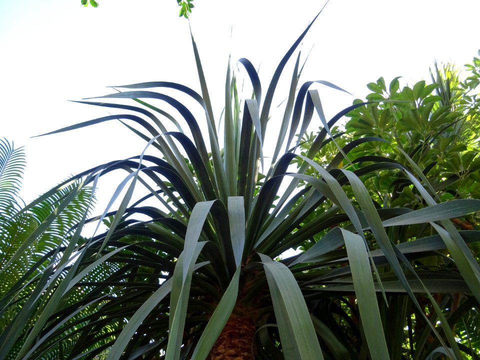 Jeune Dragonnier des Canaries, Dracaena draco, Asparagacée… 