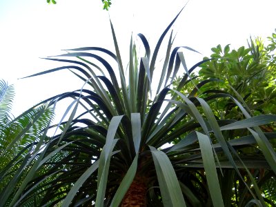Jeune Dragonnier des Canaries, Dracaena draco, Asparagacée… 