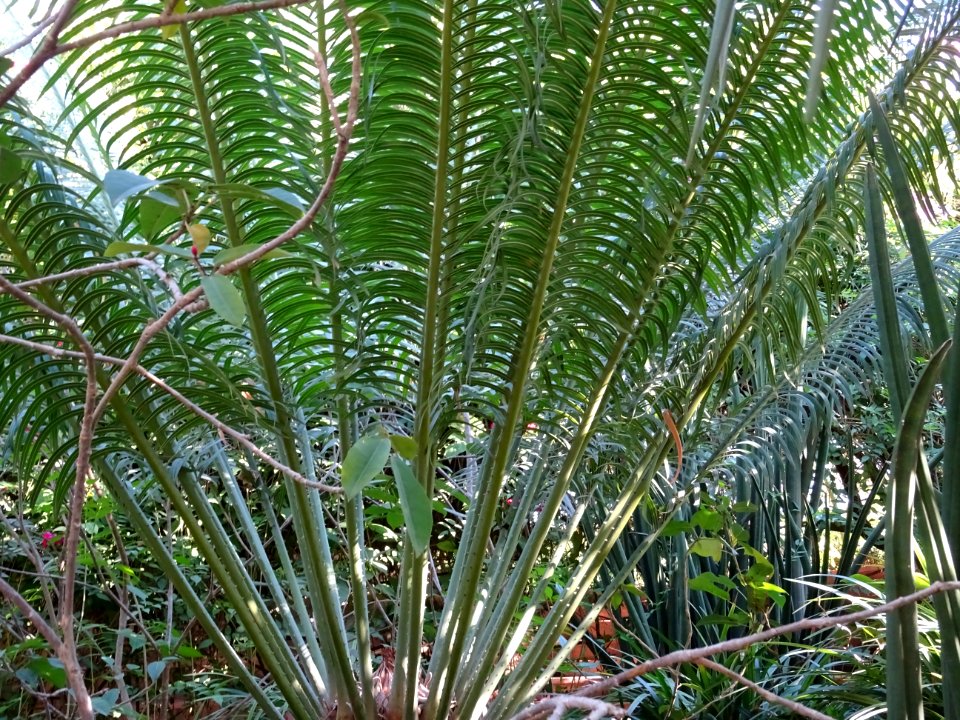 Cycas du Japon ou Sagoutier, Cycas revoluta, Cycadacées. O… 