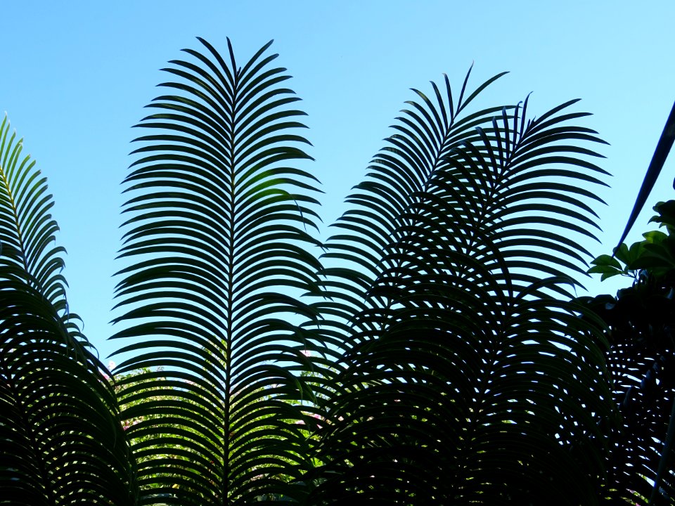 Cycas du Japon ou Sagoutier, Cycas revoluta, Cycadacées. O… 