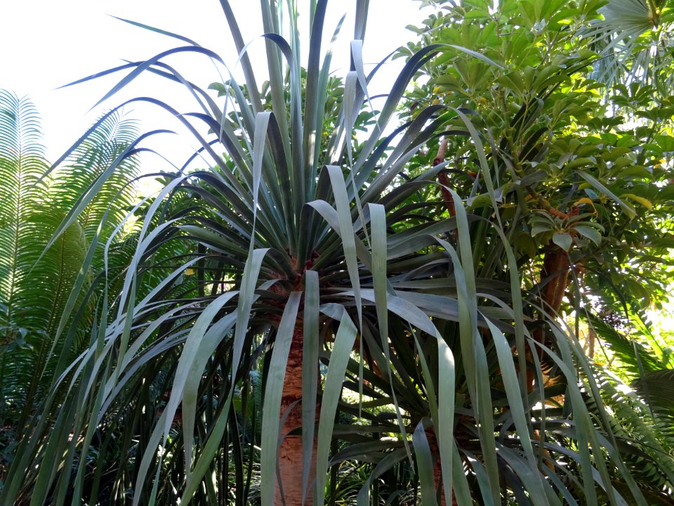 Jeune Dragonnier des Canaries, Dracaena draco, Asparagacée… 