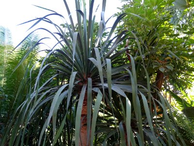 Jeune Dragonnier des Canaries, Dracaena draco, Asparagacée… 