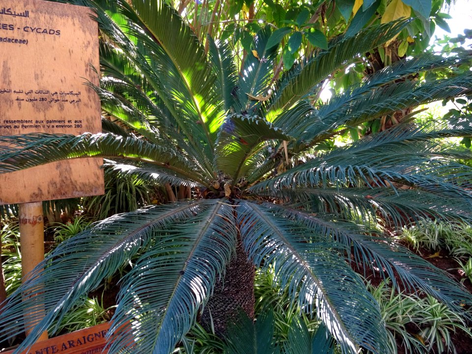 Cycas du Japon ou Sagoutier, Cycas revoluta, Cycadacées. O… 