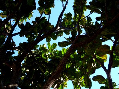 Figuier-lyre, Ficus lyrata, Moracées. Originaire de l'Afri… 