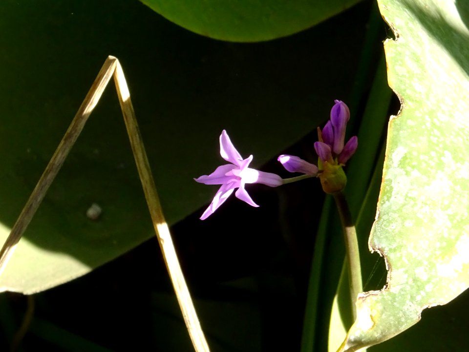Tulbaghie violette ou Ail violet, Tulbaghia violacea, Alli… 