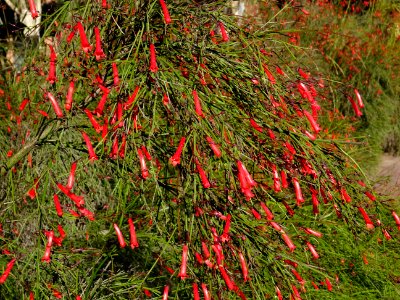 Fontaine de corail, Russelia equisetiformis, Scrophulariac… 