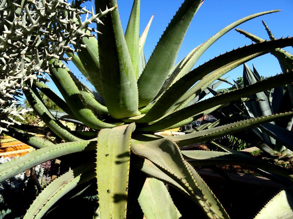 Aloès de montagne, Aloe marlothii, Aloeacées. Originaire d… 