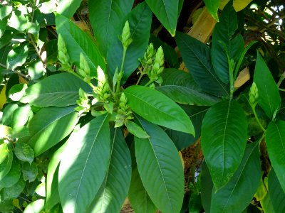 Noix de Malabar, Justicia adhatoda, Acanthacées. Originair… 