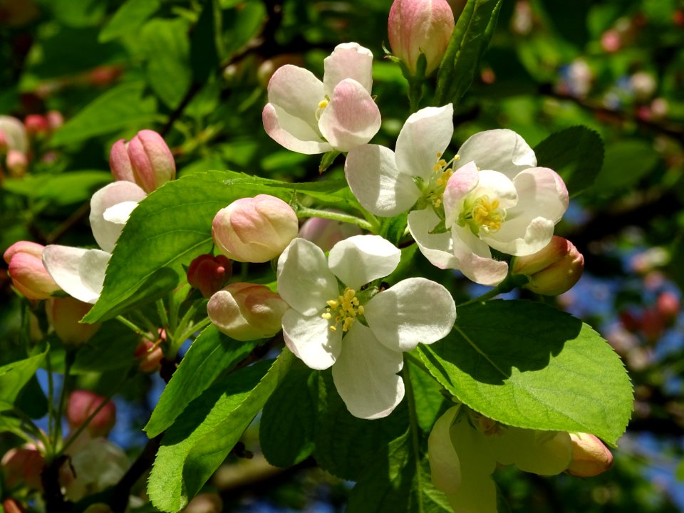 Pommier en fleurs, Malus brevipes, Rosacées, dans le Jardi… 
