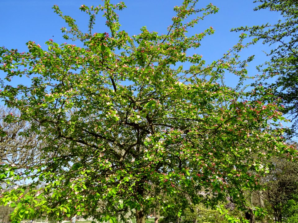 Pommier en fleurs, Malus brevipes, Rosacées, dans le Jardi… 