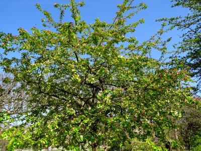 Pommier en fleurs, Malus brevipes, Rosacées, dans le Jardi… 