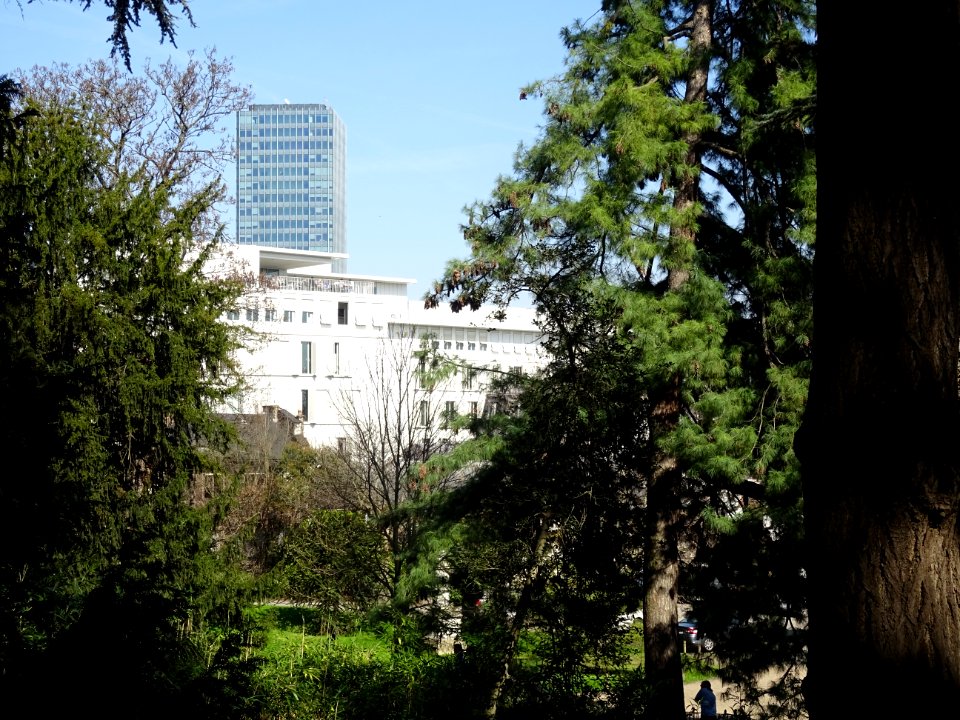 Cèdres et pins dans le jardin des Plantes autour du Museum… 