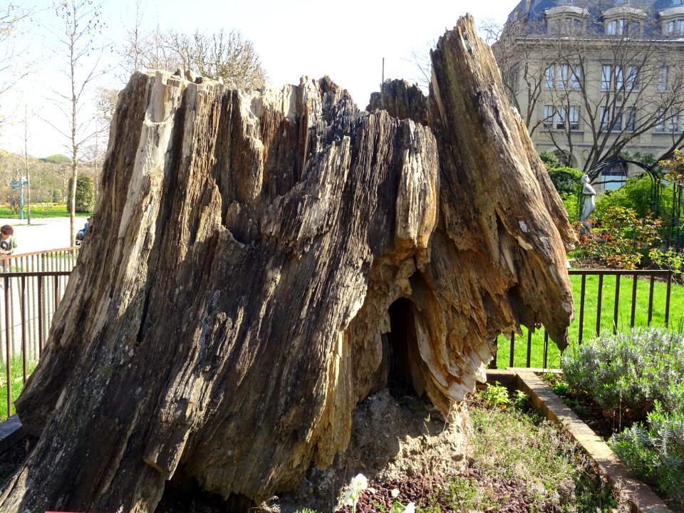 Tronc pétrifié, Jardin des Plantes, 5e arr., Paris 