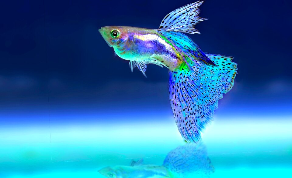 Fish ornamental fish aquarium