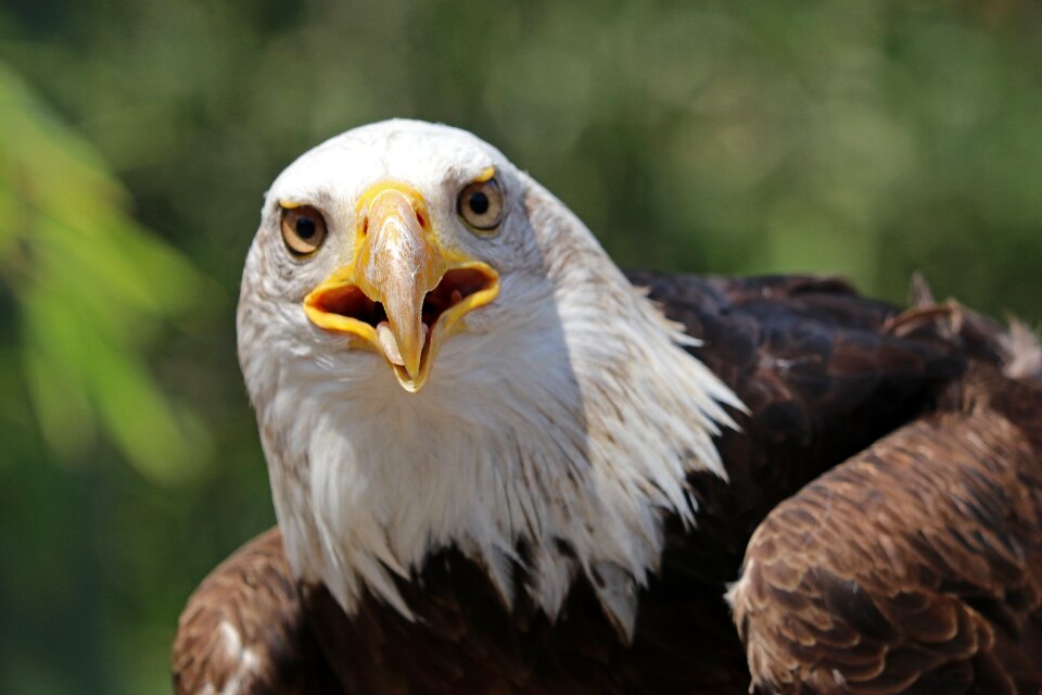 Bird of prey bald eagle coat of arms of bird