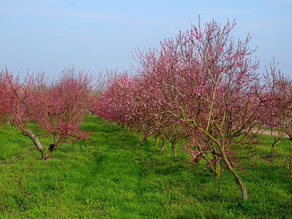 Pêcher commun, Prunus persica, Rosacées, entre Saint-Nicol… 