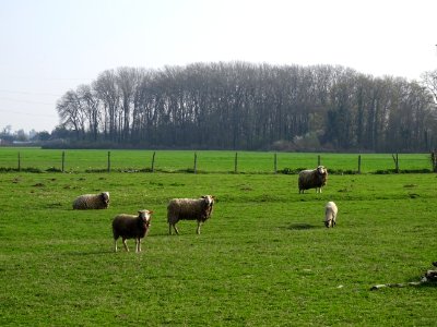Des moutons 