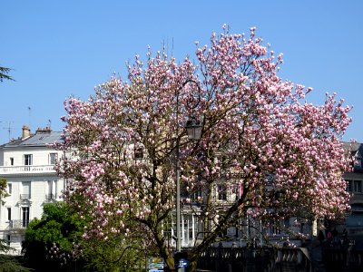 Magnolia en fleur, square Victor Hugo, Blois, Loir-et-Cher… 