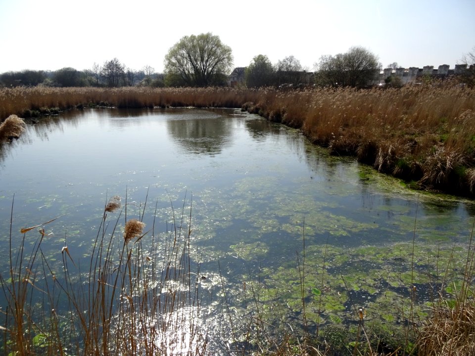 Etang dans le domaine du Château de Chambord, Loir-et-Cher… 